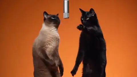 Hotel Lobby AI video of a Siamese cat and a black cat performing in the orange booth