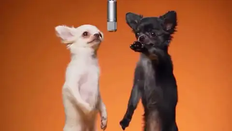 Hotel Lobby AI video of two chihuahuas standing up at the hanging mic